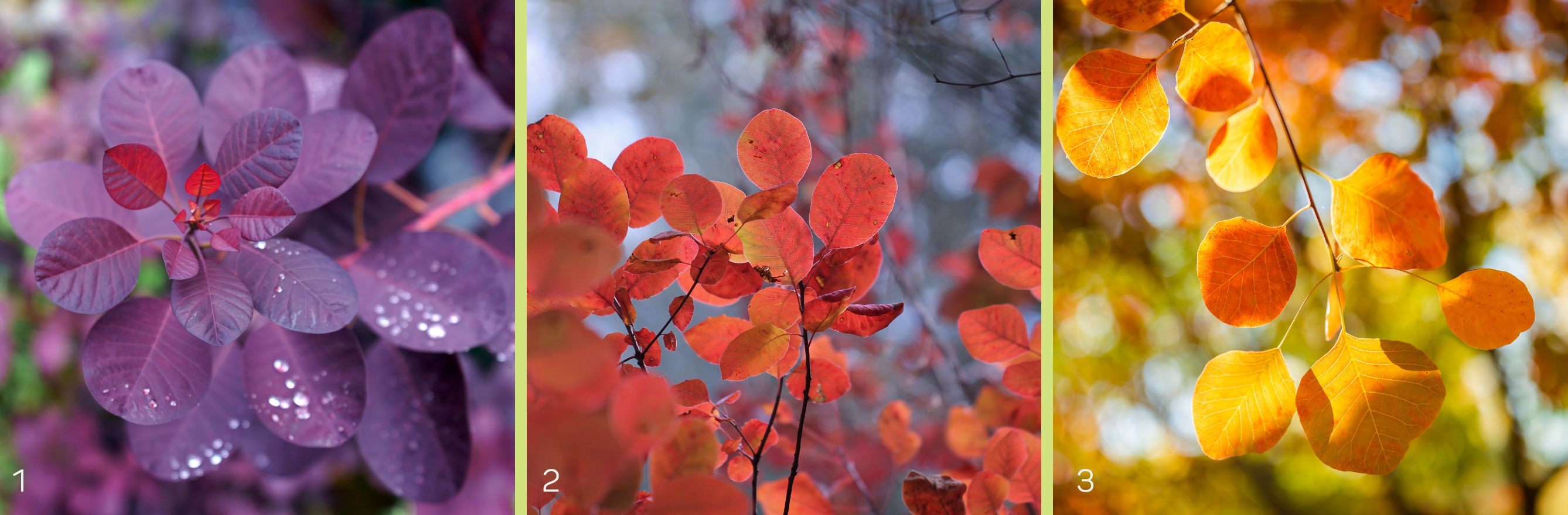 3 variétés de cotinus