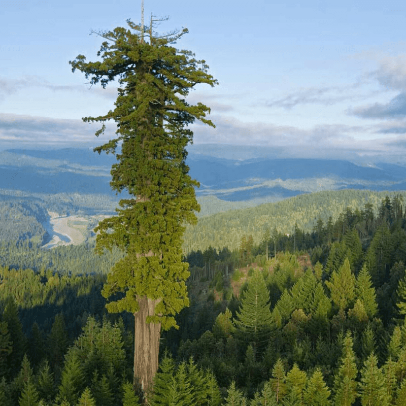 Hyperion le végétal détenant le record du plus grand arbre au monde