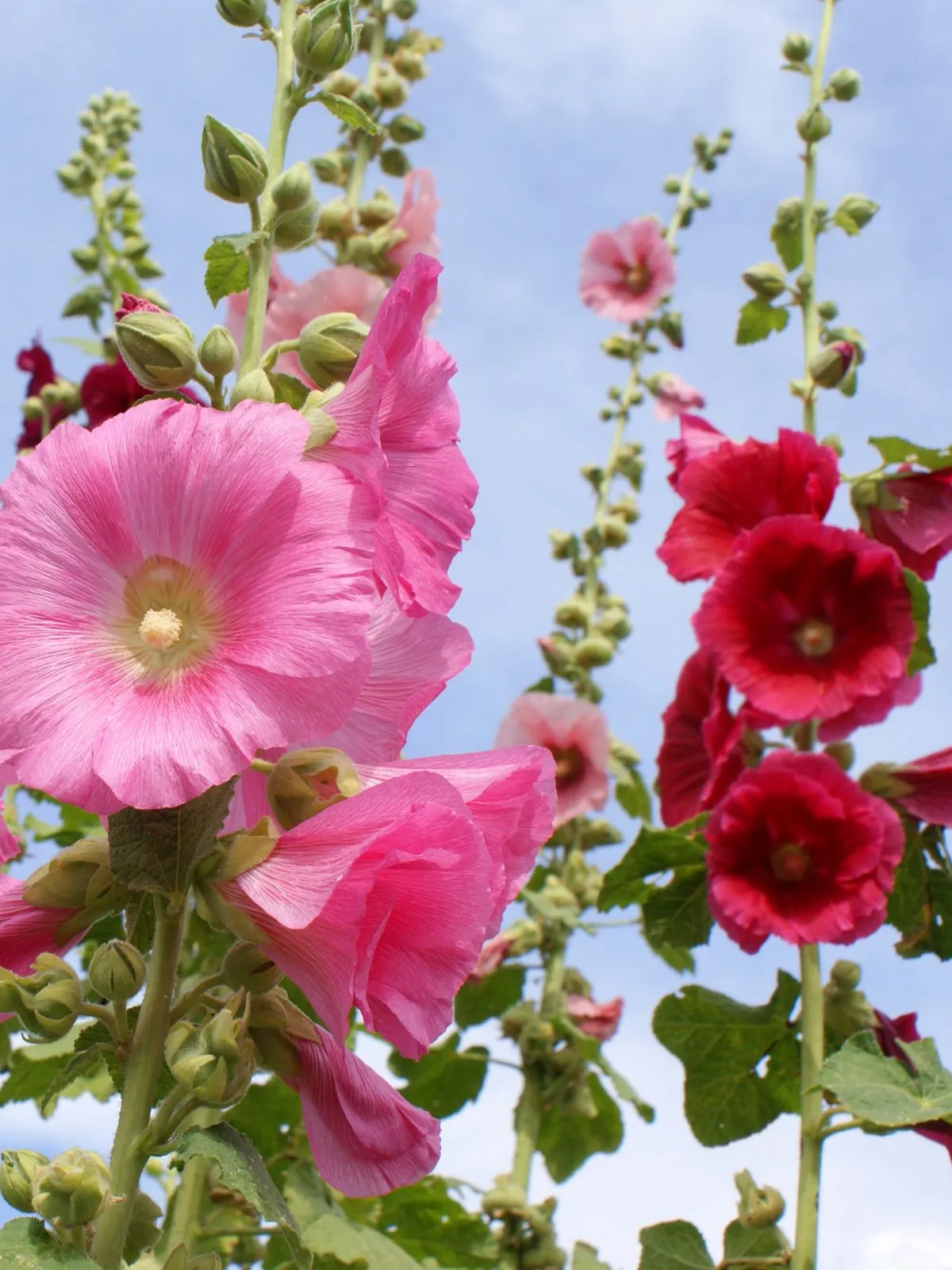 Ce sont des roses trémières en mélange