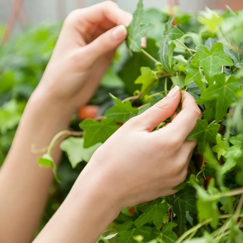 Définir ses besoins au jardin