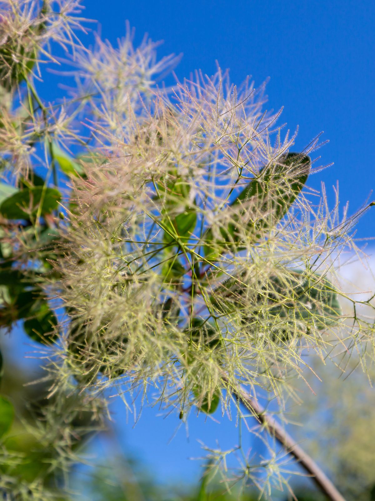 fleur de l'arbre à perruques