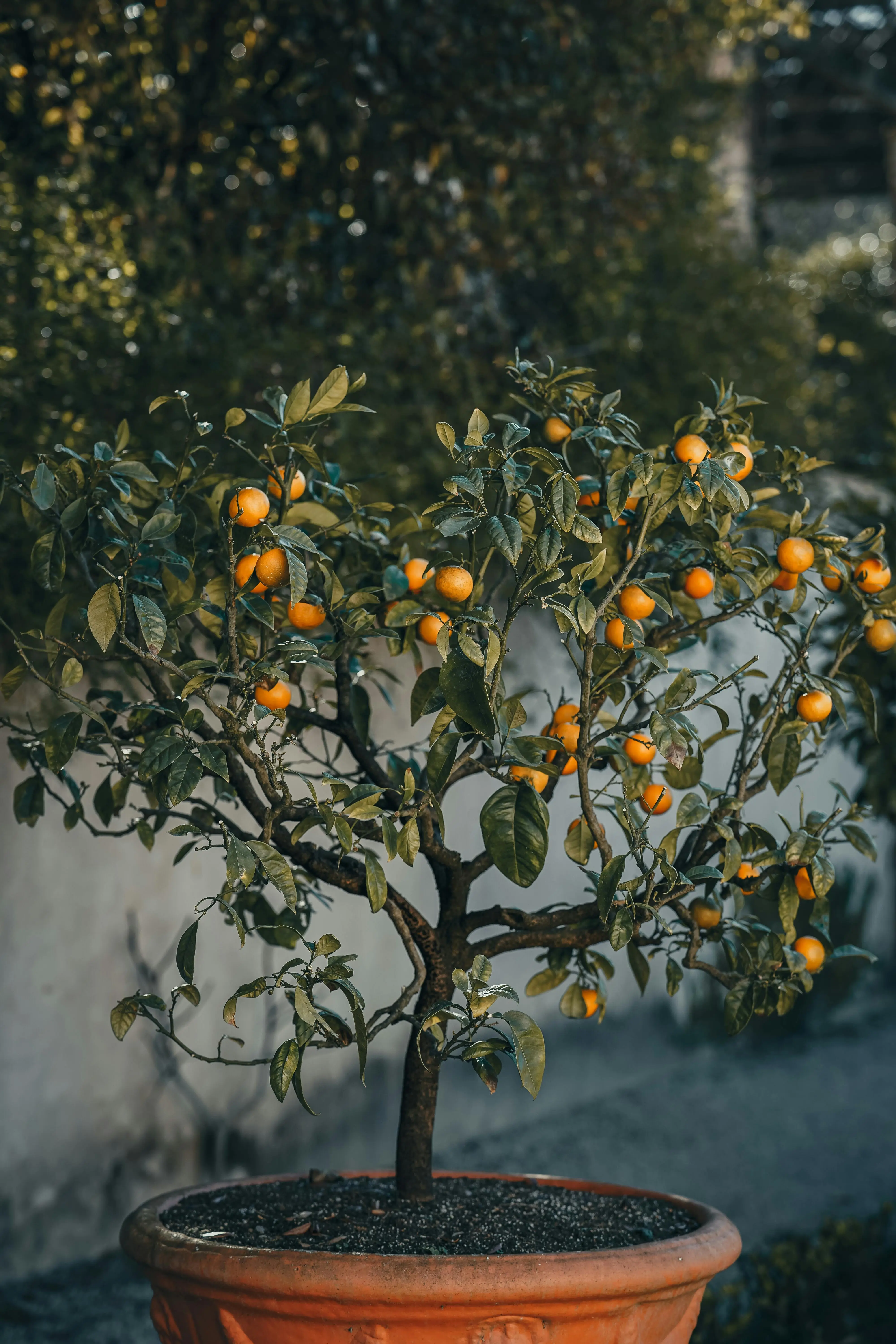 Arbre fruitier - plante à offrir