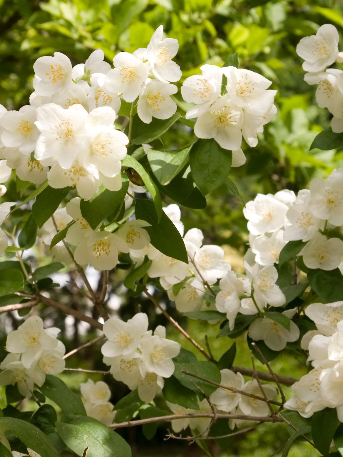 philadelphus en fleur