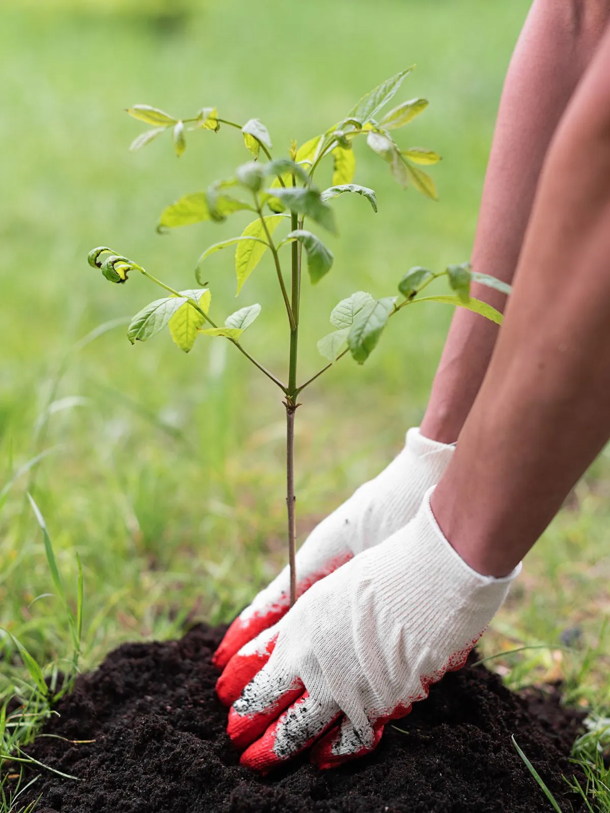 C'est un arbuste en train d'être planté