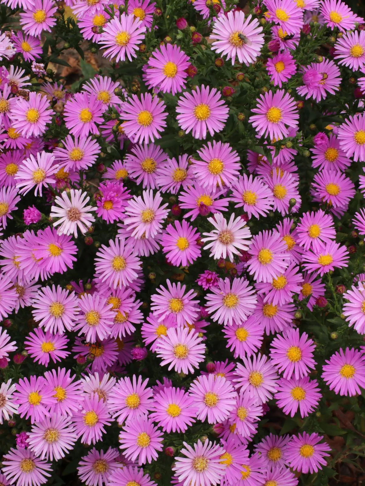 Ce sont des asters dumosus ‘Jenny’