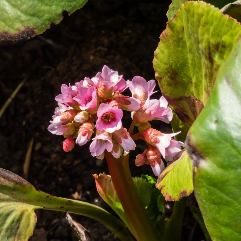 Photo d'une bergenia hybride