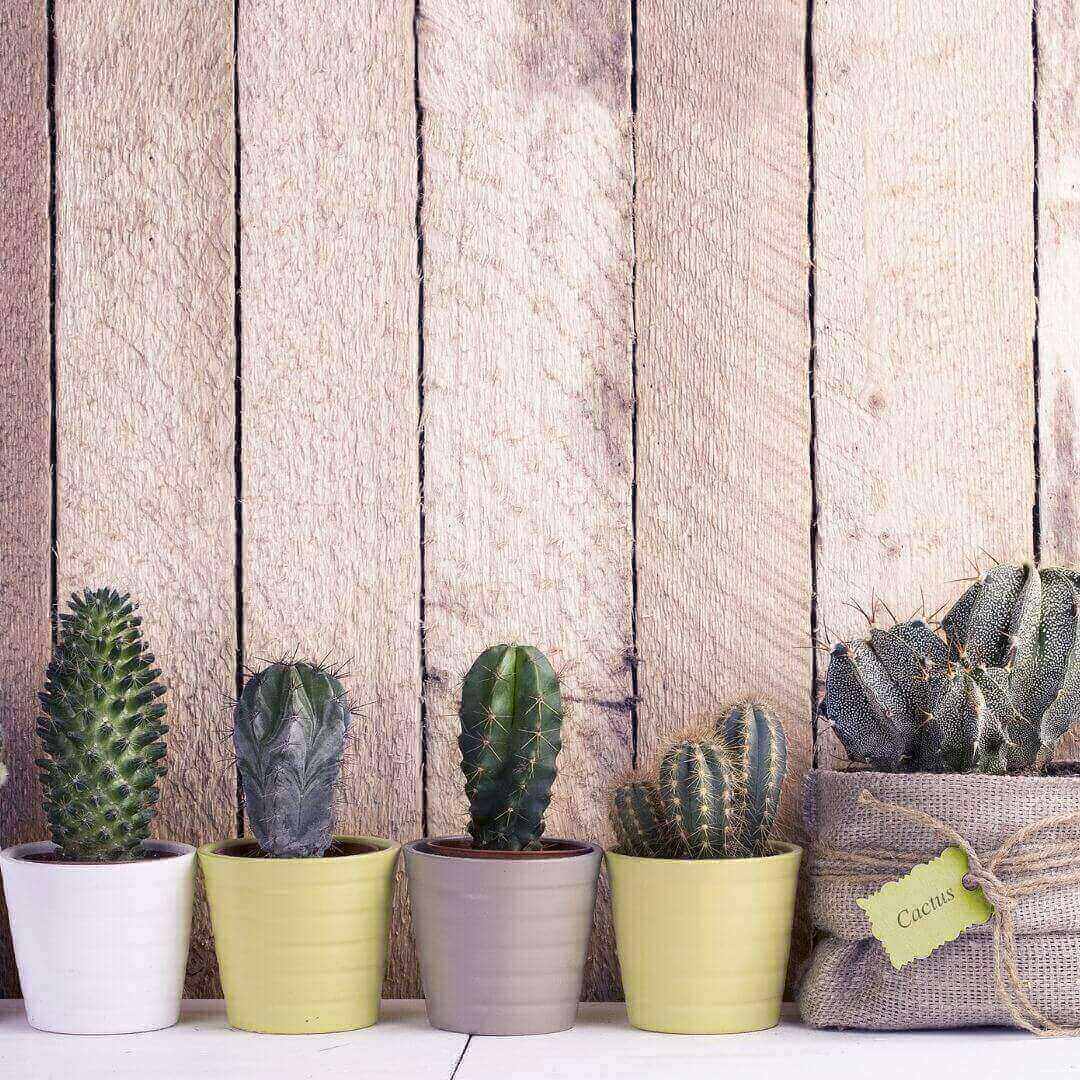 Plante d’intérieur facile à entretenir : le cactus