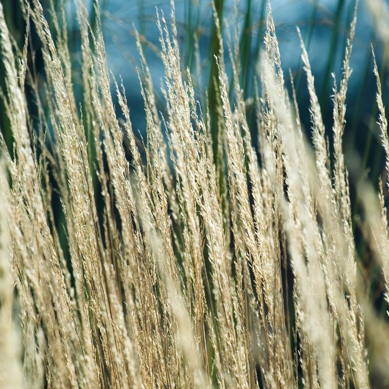 Calamagrostis 'Karl Foerster'