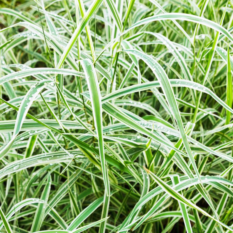 Carex Morrowii