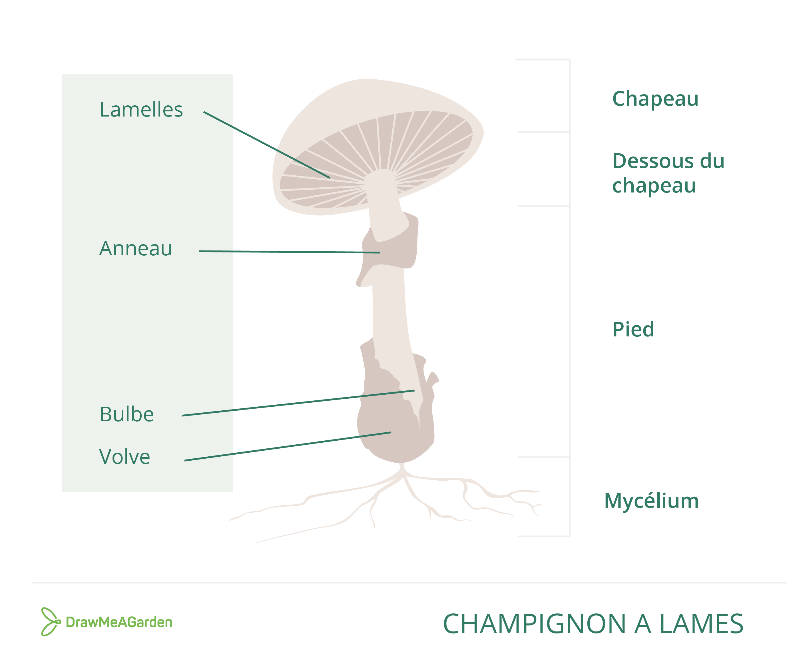 C'est un dessin descriptif d'un champignon à lames