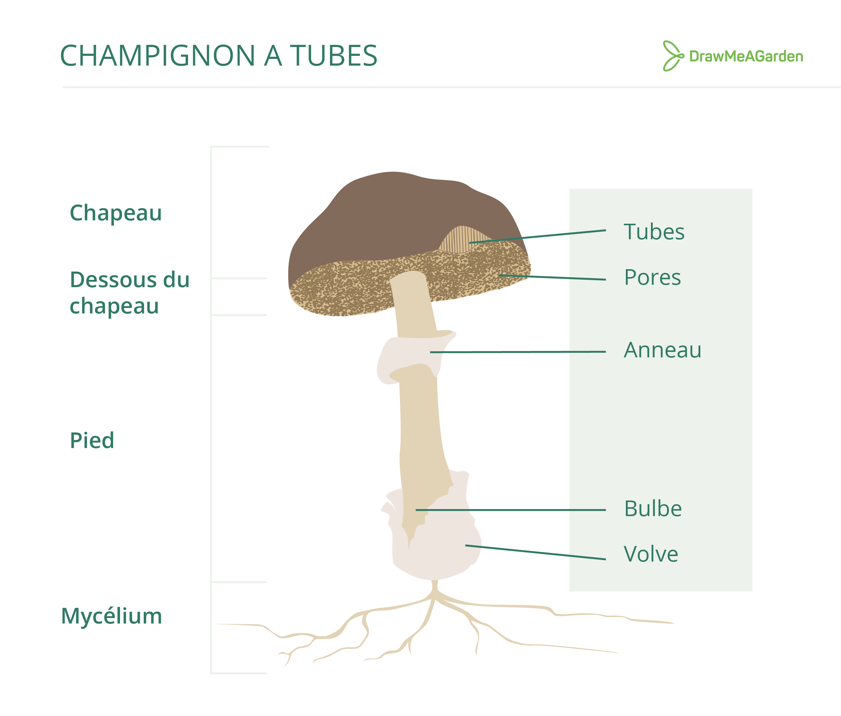 C'est un dessin descriptif d'un champignon à tubes