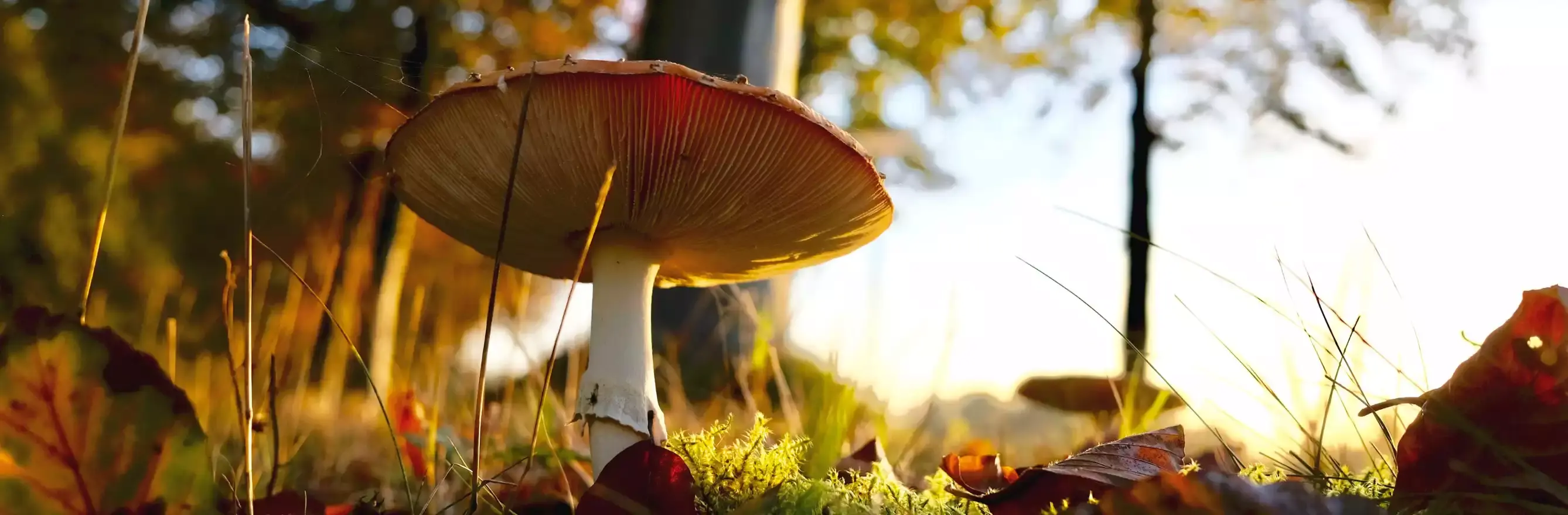 C'est la photo d'un champignon dans une forêt