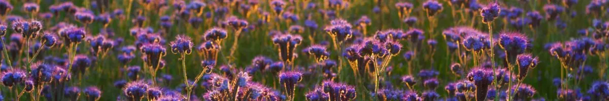 Champ de fleurs