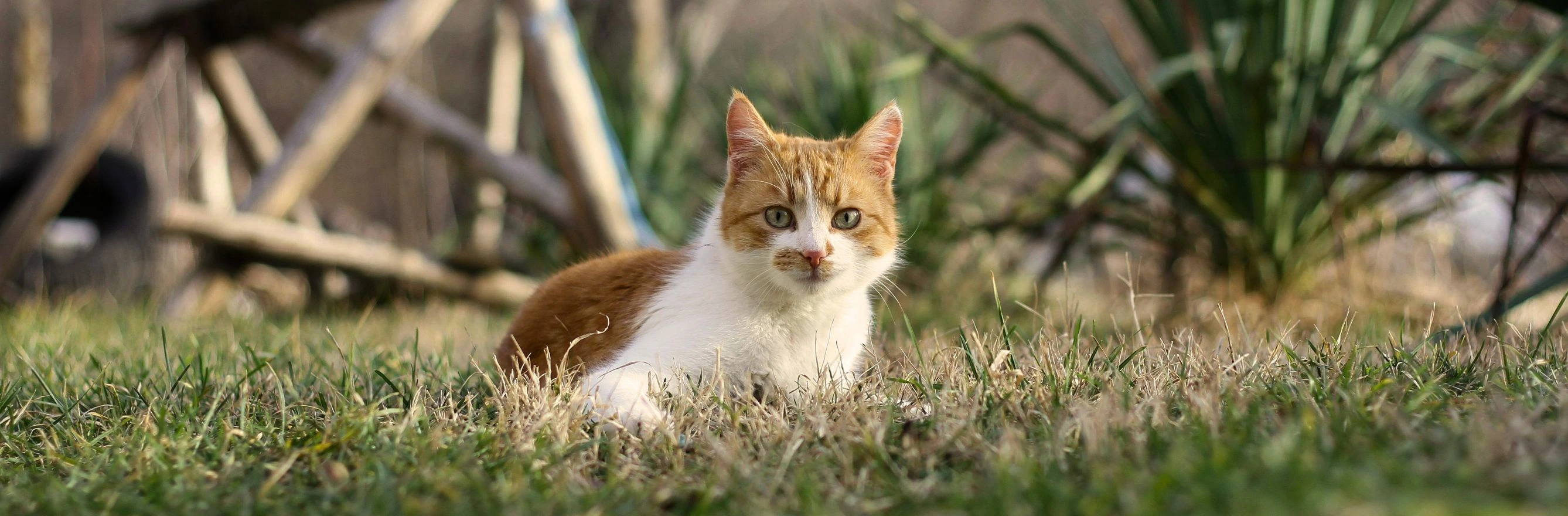 Chat dans un jardin - les plantes toxiques pour les animaux de compagnie