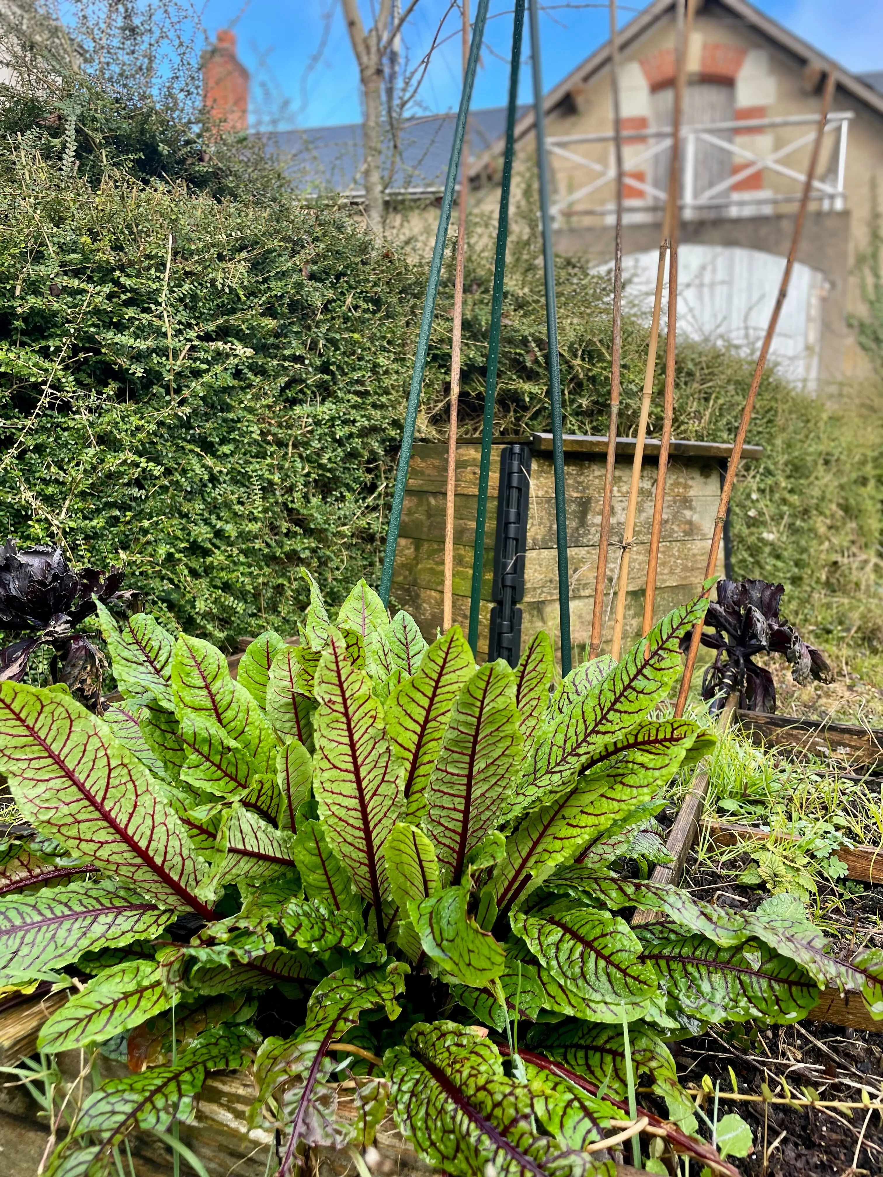 Comment faire et utiliser son compost ? Photo de compost avec un potager en face