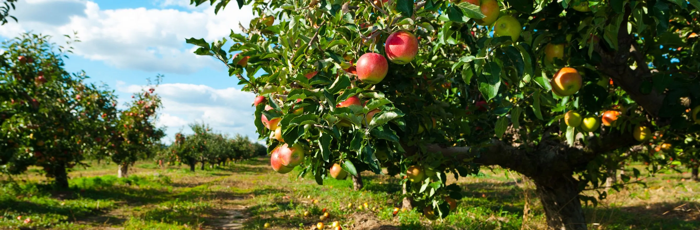 Image d'un verger : comment planter un verger dans son jardin ?