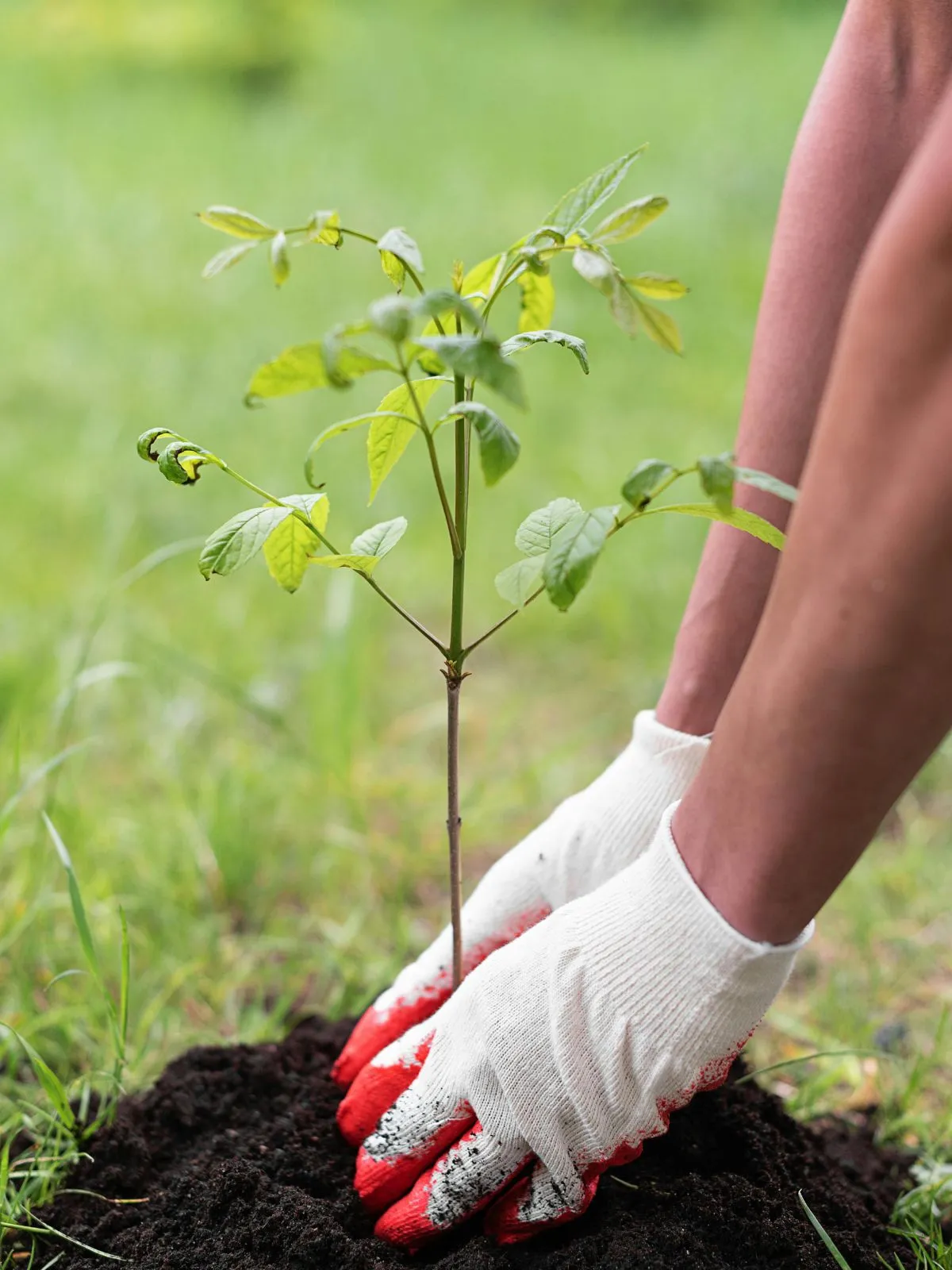 Comment planter un verger dans son jardin ? Conseils d'entretien