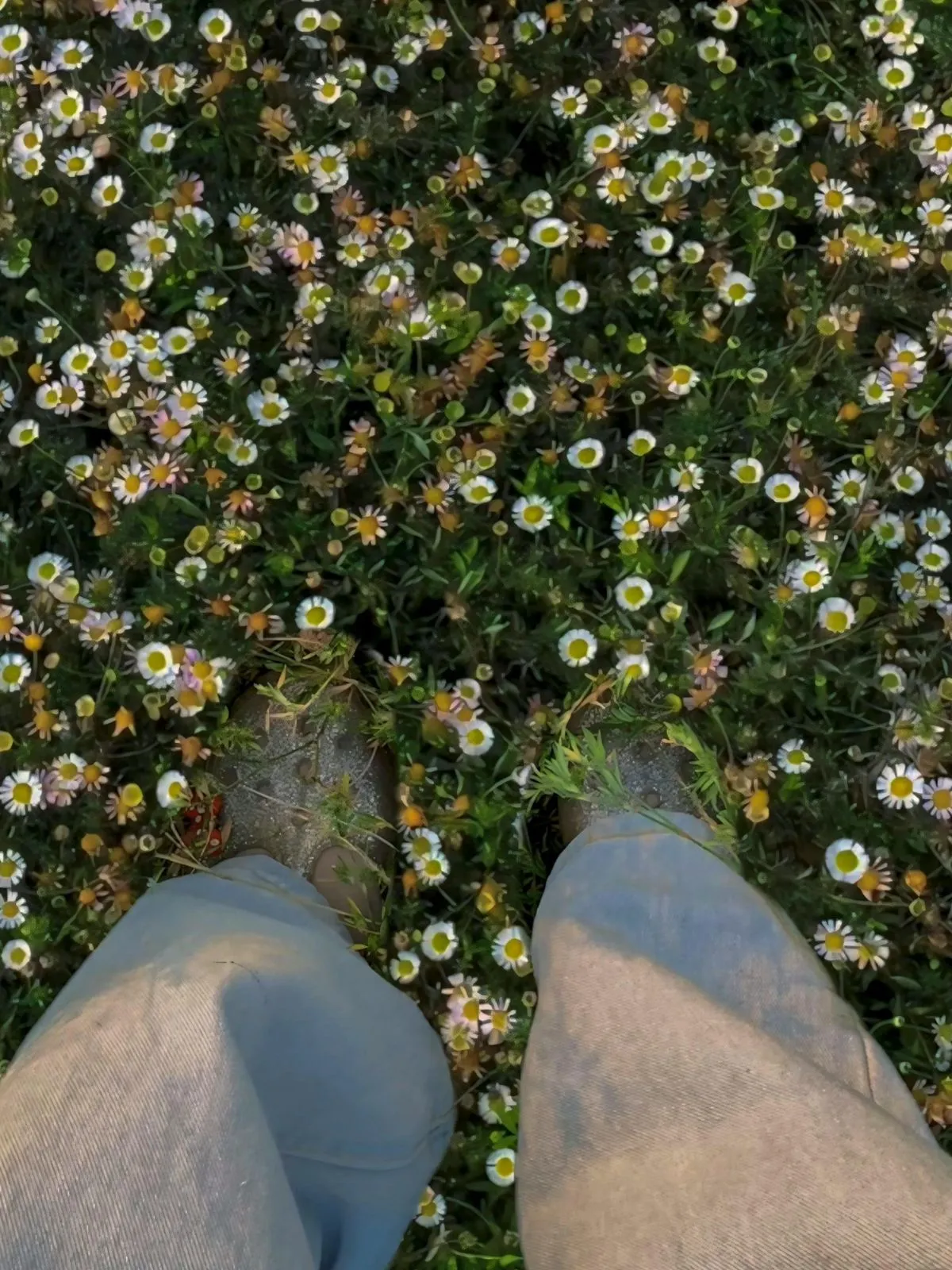 Comment désherber facilement son jardin - adventices