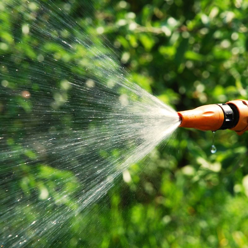 entretenir son jardin méditerranéen