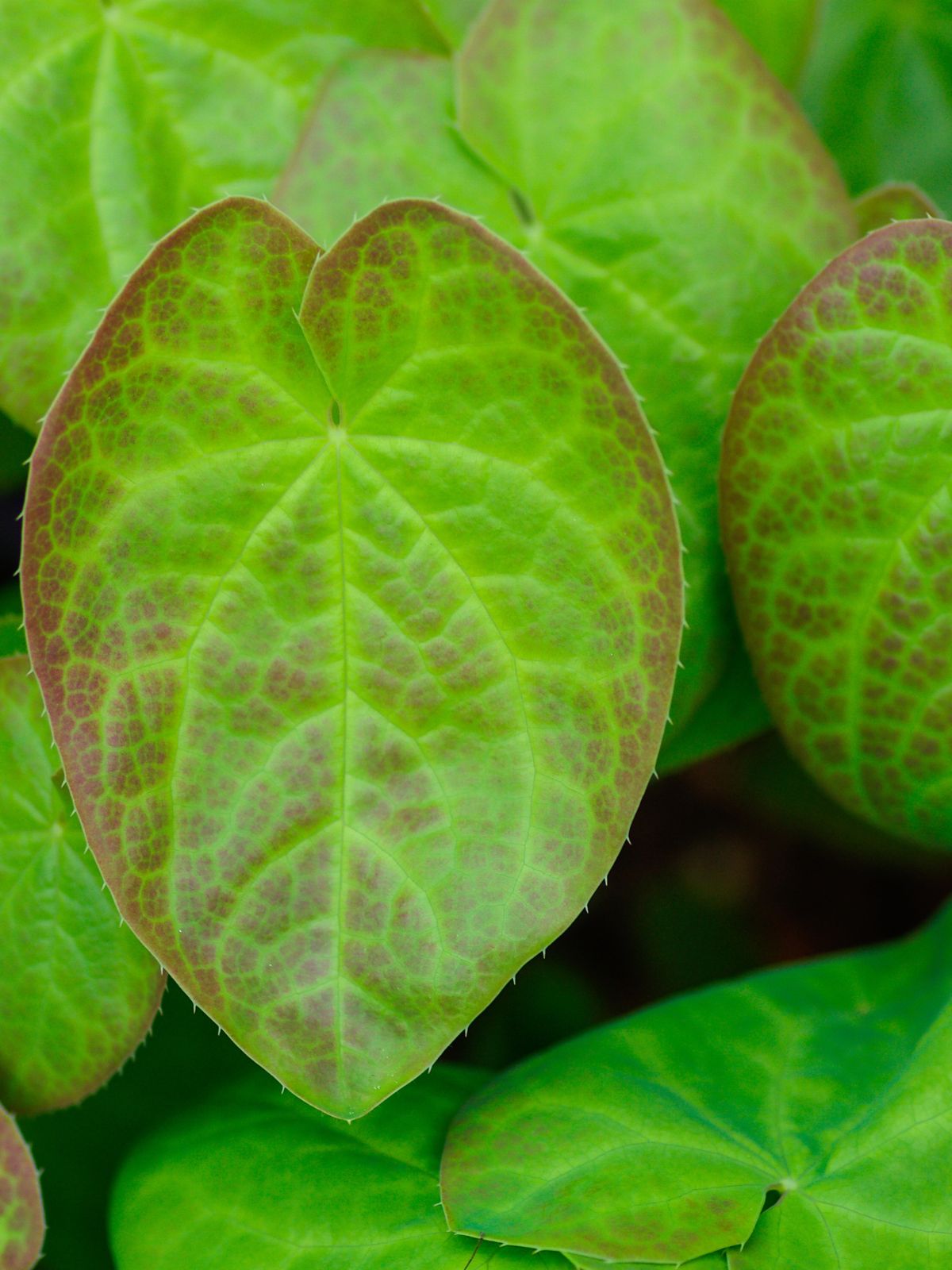 feuille d'épimedium