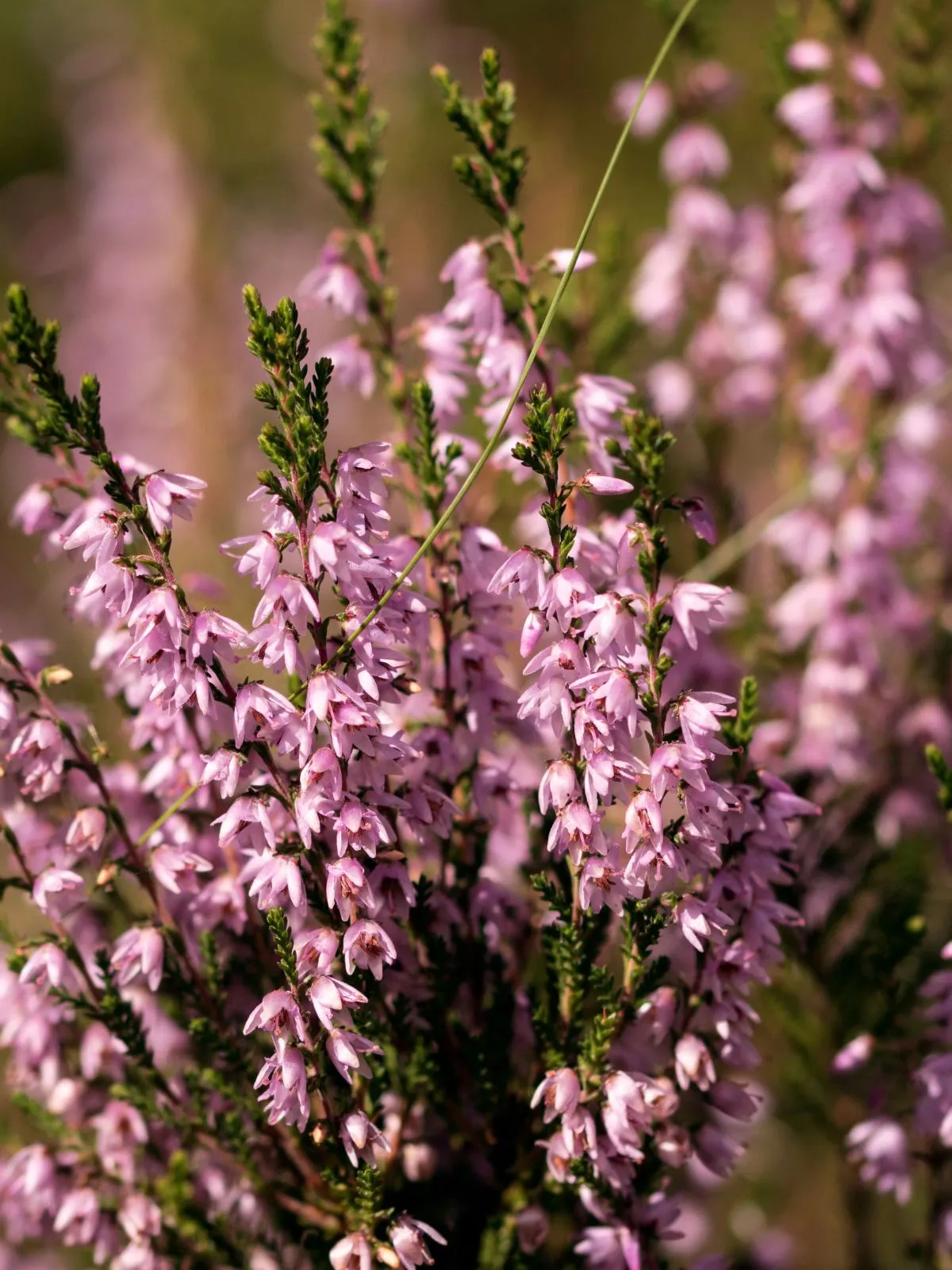 C'est de l'Erica carnea 'Rosalie'