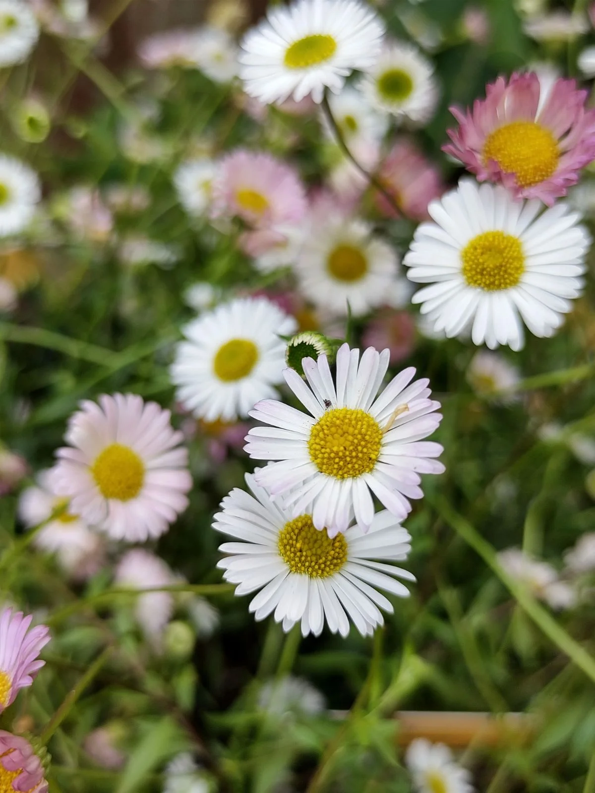 Photos des fleurs d'erigeron