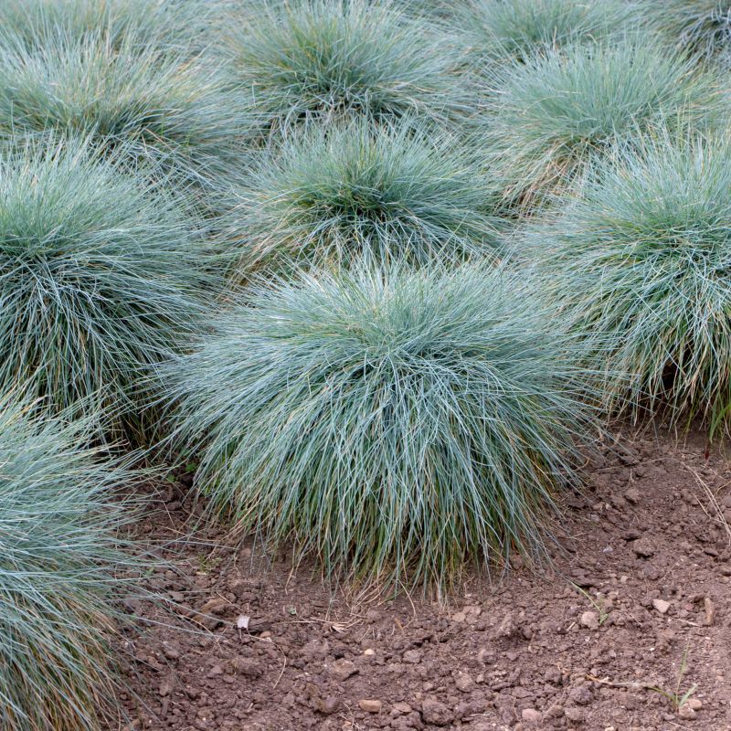 Festuca glauca typ. 'Elijah blue'