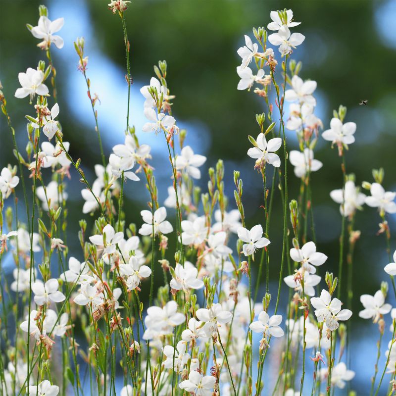 gaura fleurs blanches
