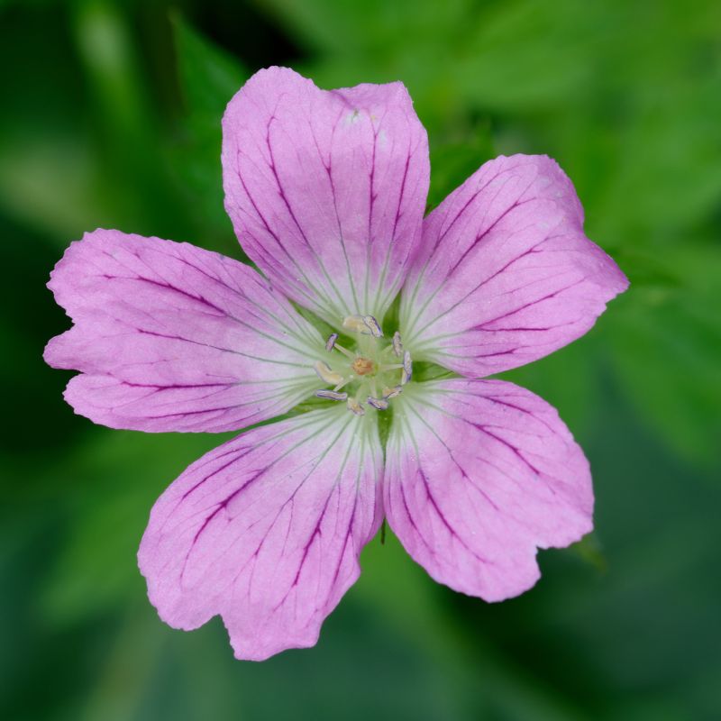 Géranium vivace endressii