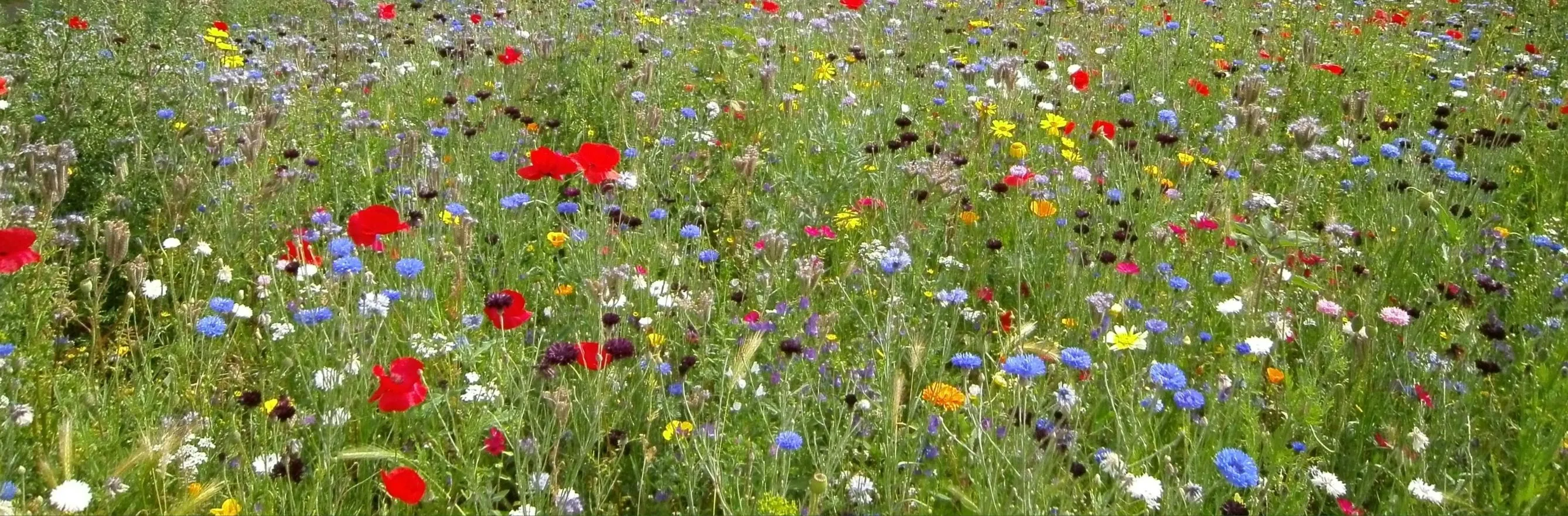 Semer des graines de fleurs