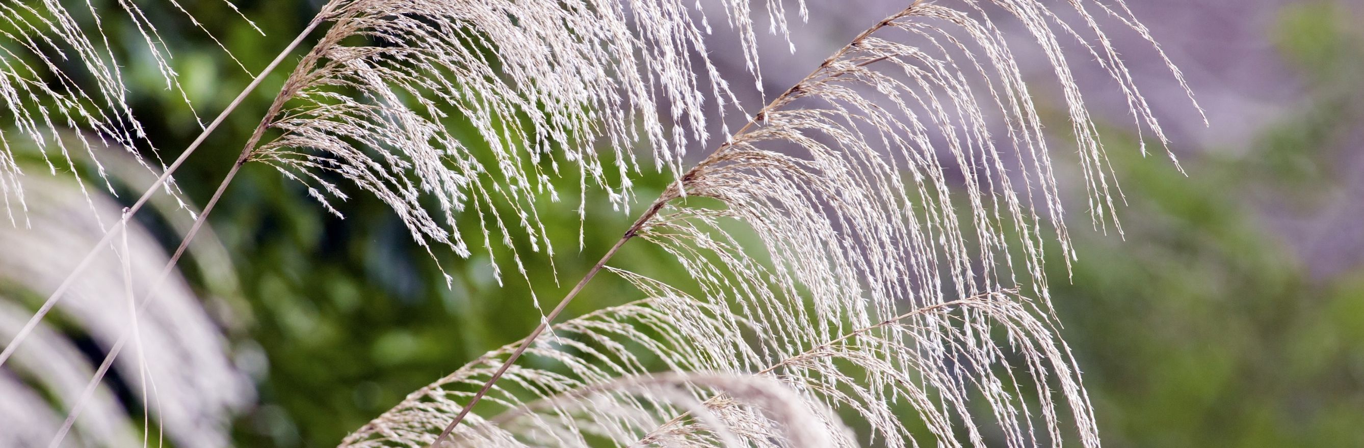 fleurs de graminée ornementales