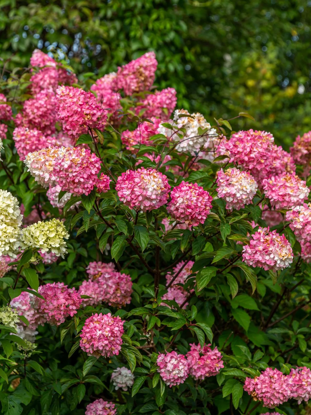 C'est un Hydrangea paniculata 'Vanille Fraise'