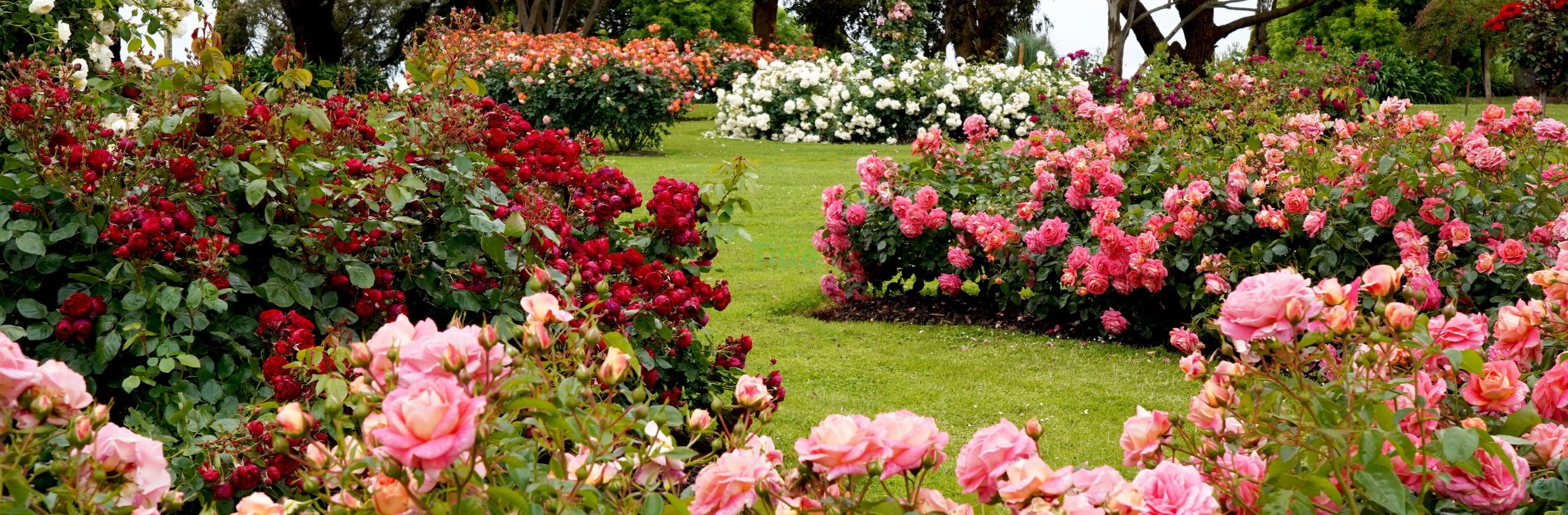 jardin avec des fleurs roses