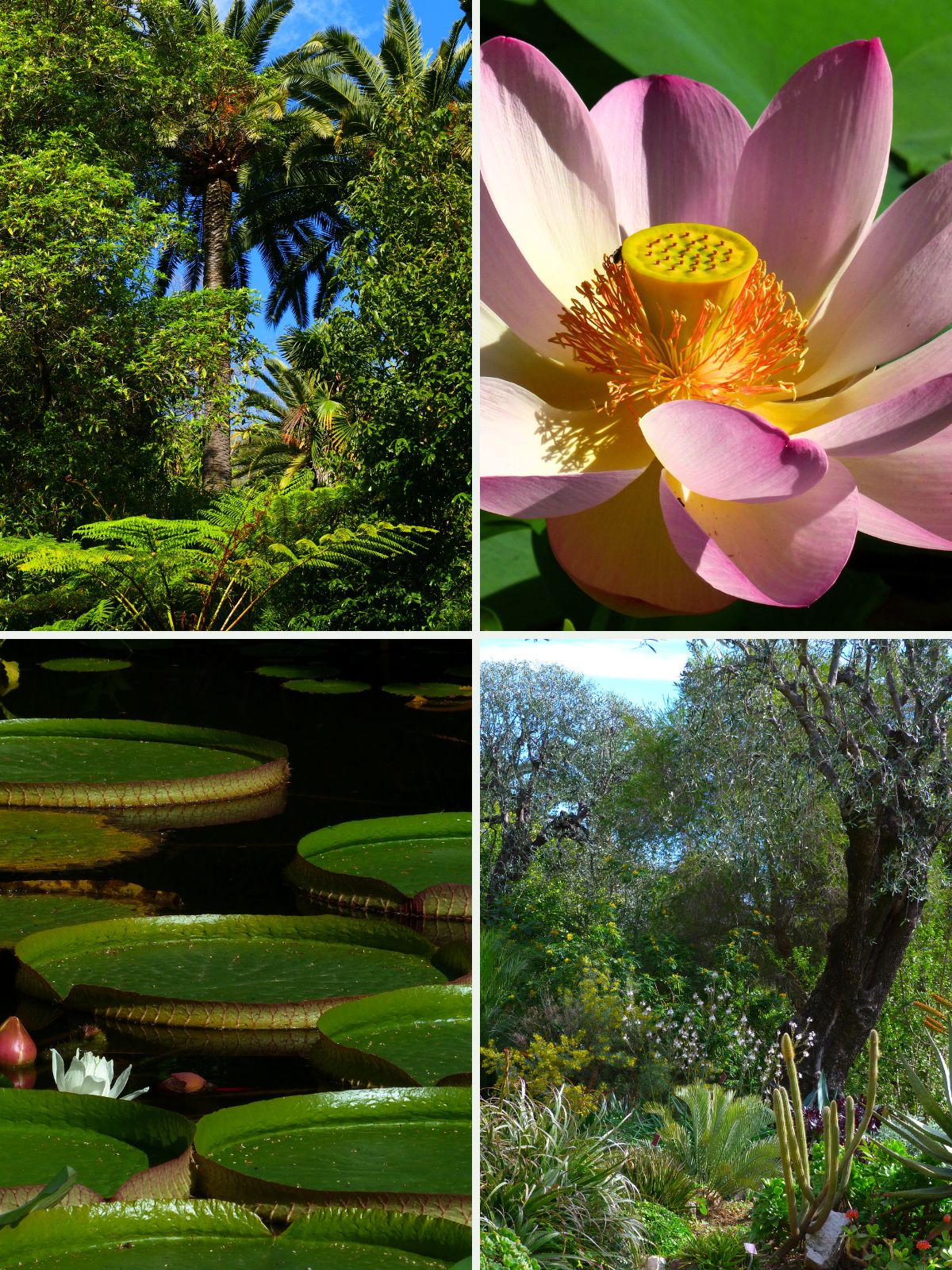 Plusieurs photos du Jardin botanique Val Rahmeh-Menton