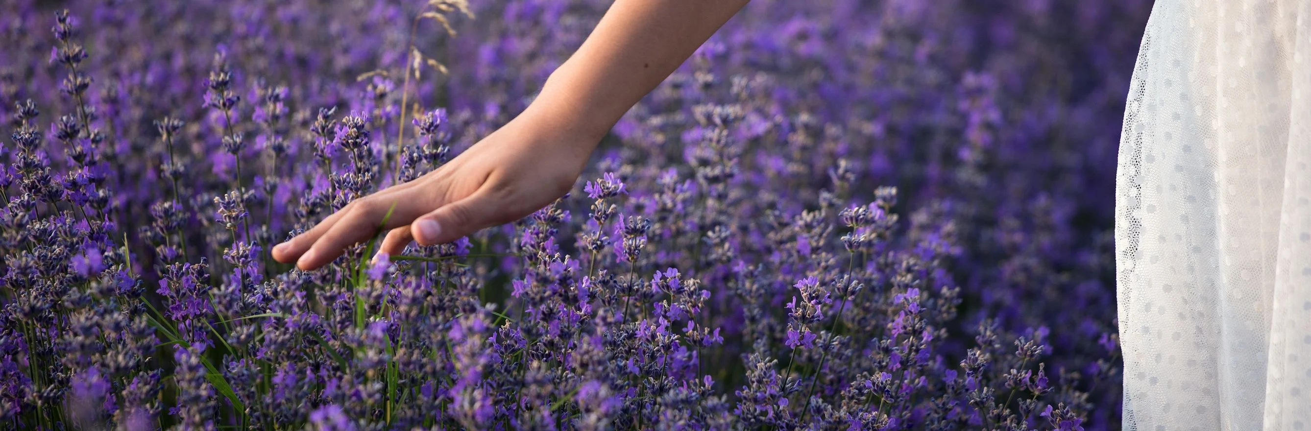 jardin fleuri méditerranéen