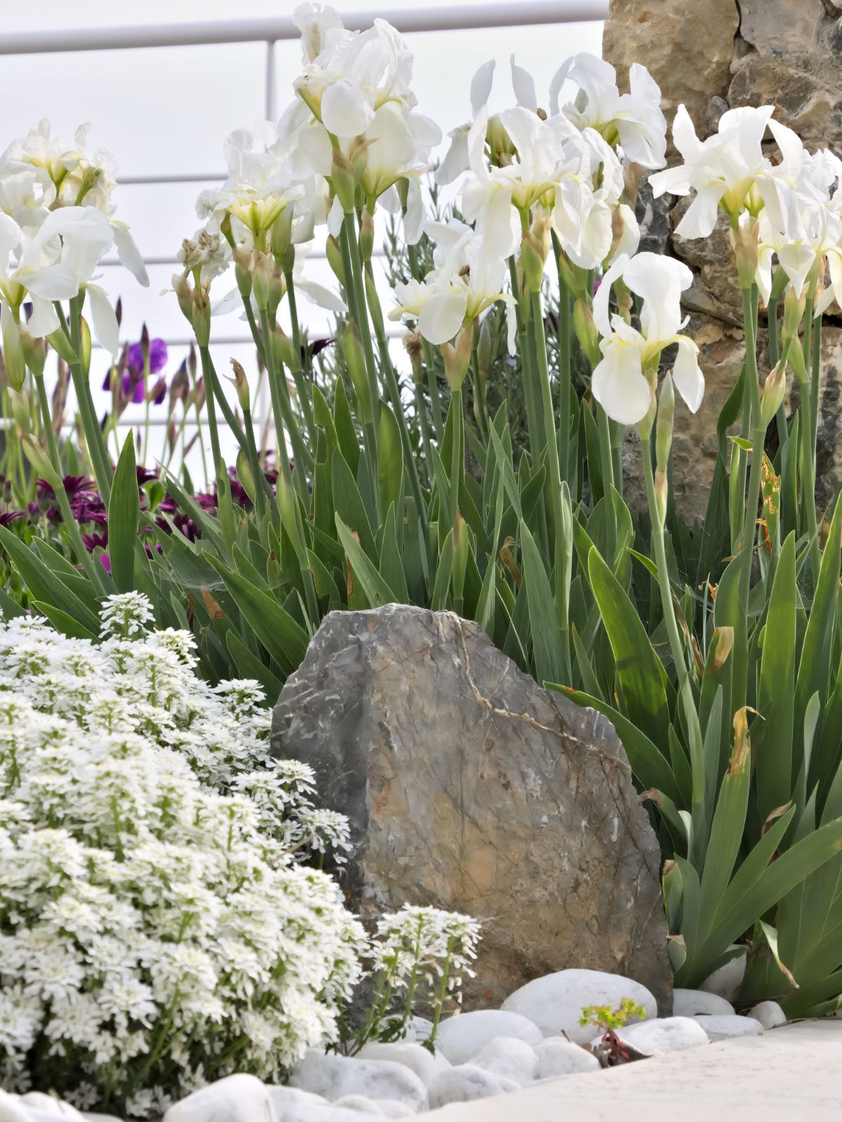 divers plantes du jardin méditerranéen