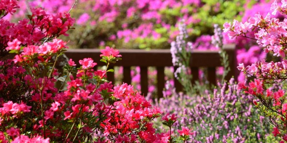 Fleurs roses : les 5 plus belles vivaces ou arbustes du jardin
