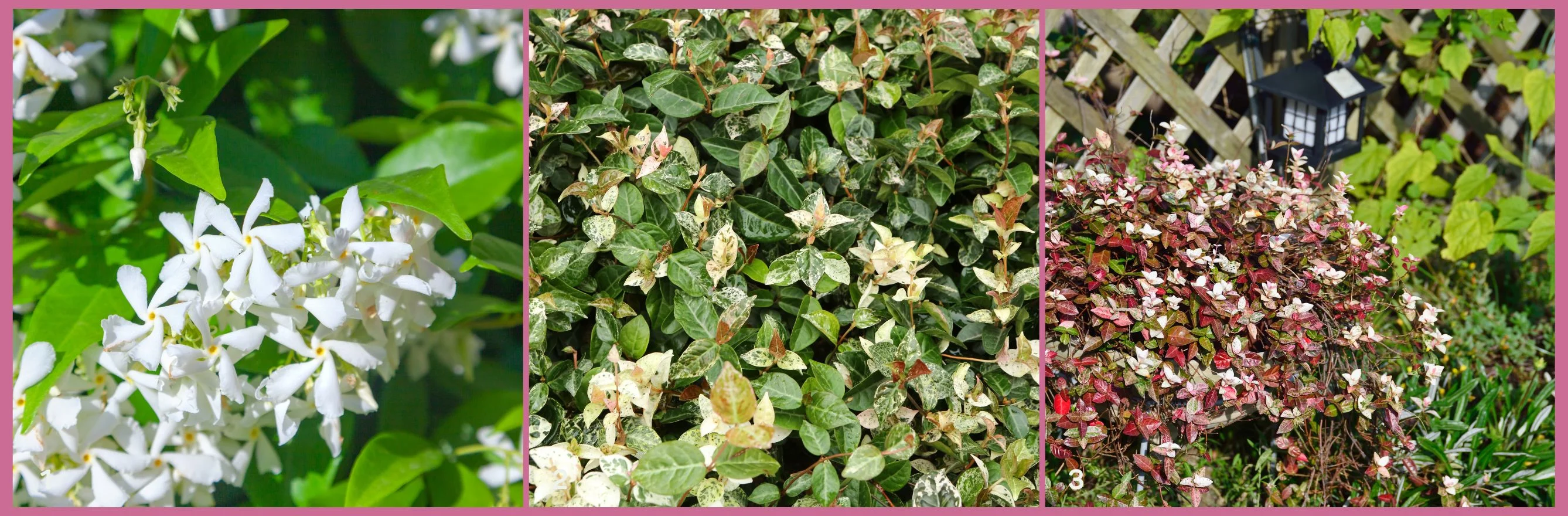 3 variété de jasmin étoilé