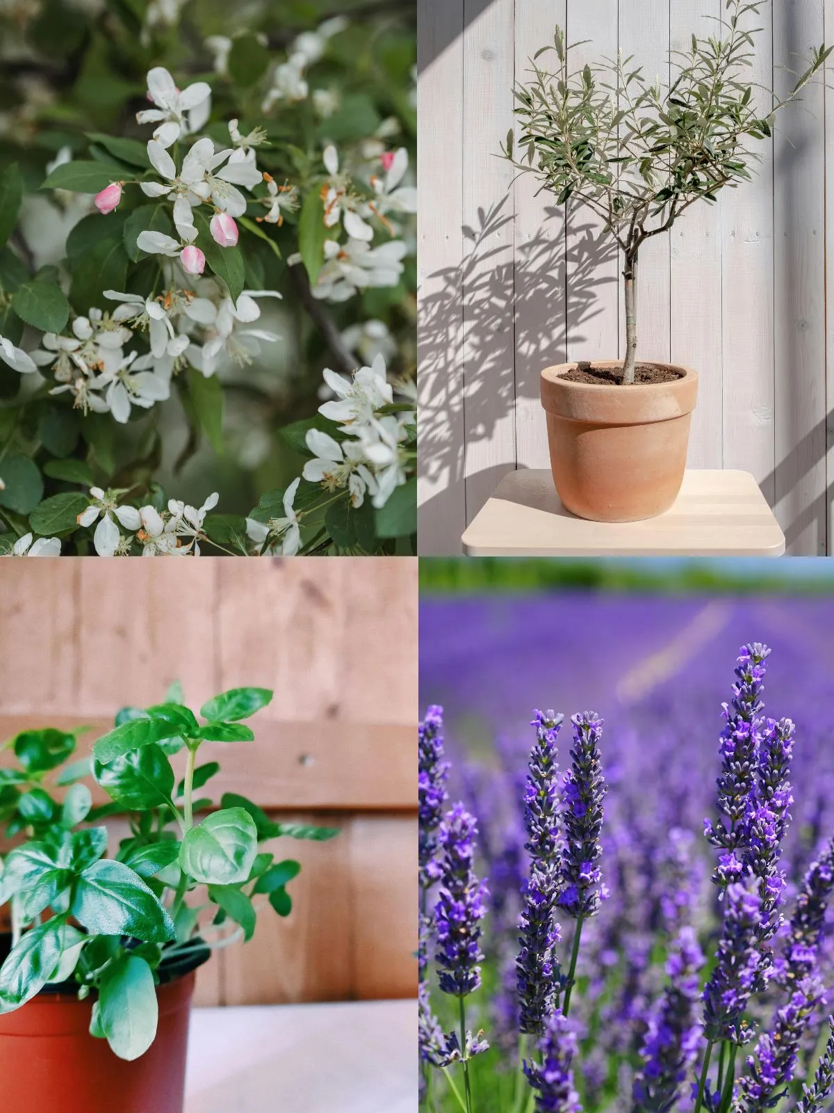 Les plantes pour un petit coin détente de jardin