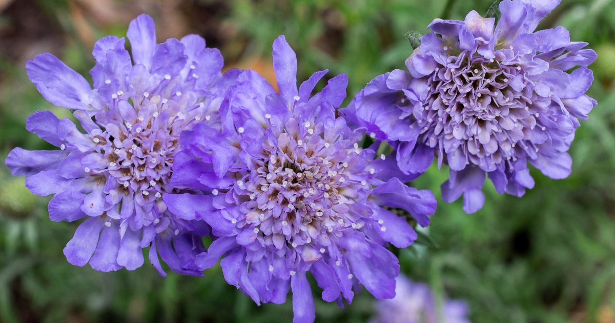 Fleurs Violettes : Les 5 Plus Belles Vivaces Et Arbustes Du Jardin