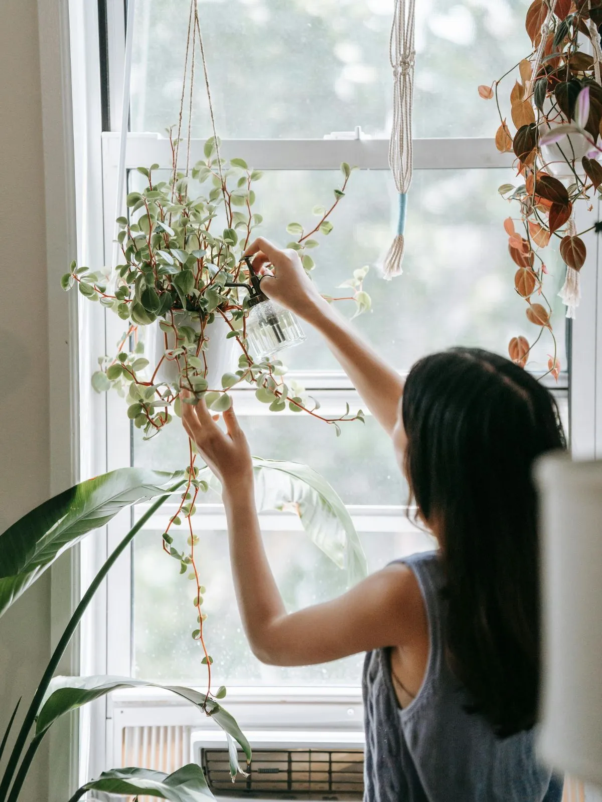 Arroser une plante - bienfaits