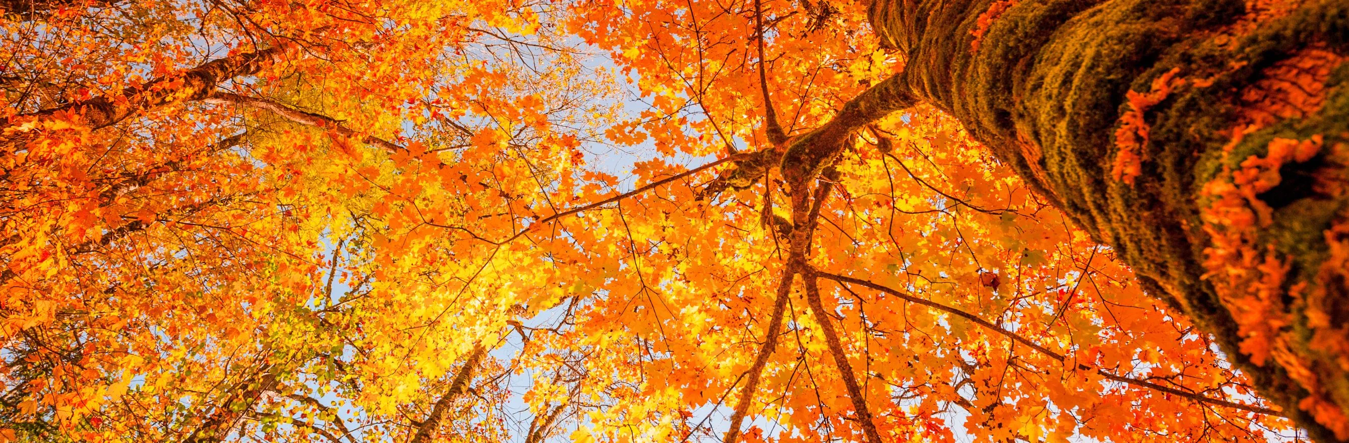 c'est la photo d'un arbre aux couleurs de l'automne