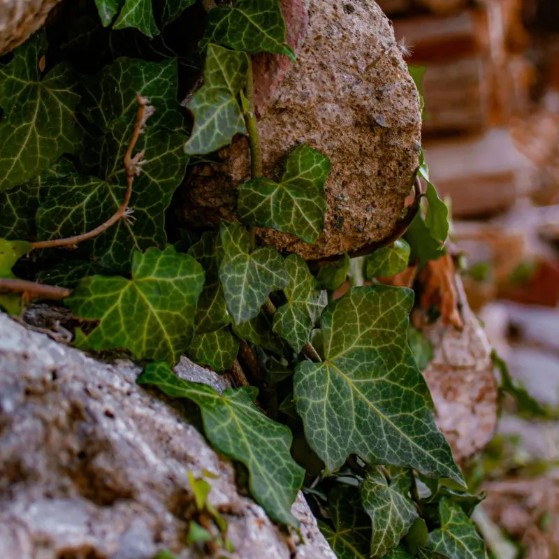 Lierre - plante toxique pour animaux