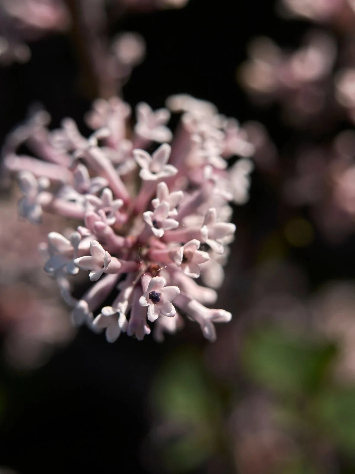 superbe lilas de chine en fleur