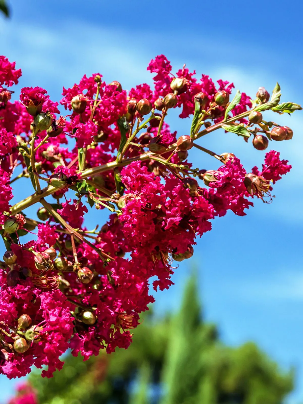 C'est du lilas des Indes