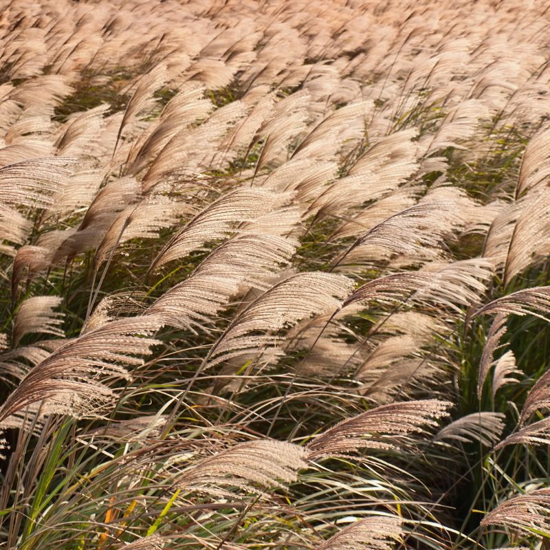 Miscanthus ‘Morning Light’