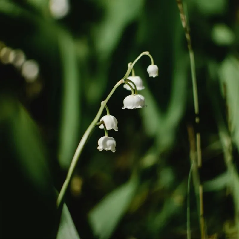 Muguet - plante toxique pour animaux