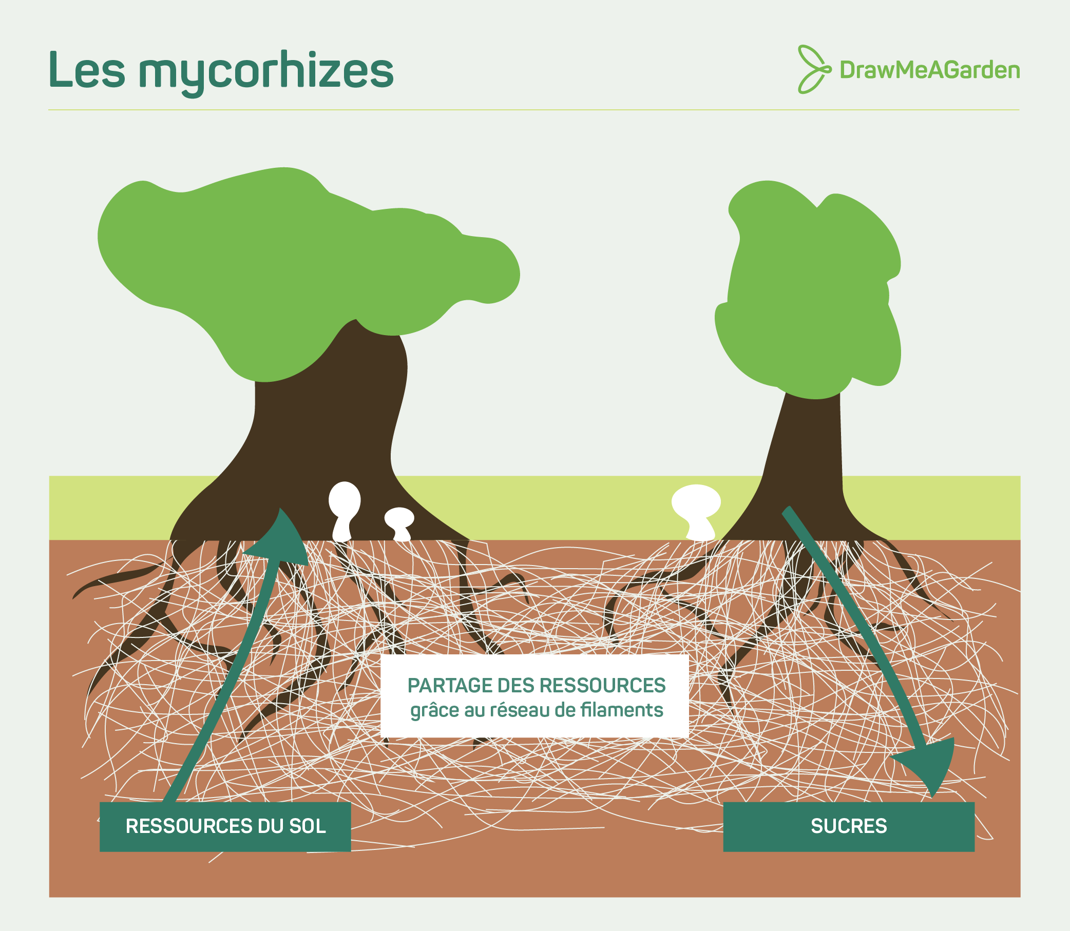 schéma-explication-mycorhizes