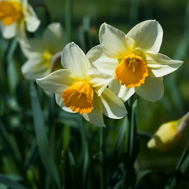 Narcisse - plante toxique pour animaux