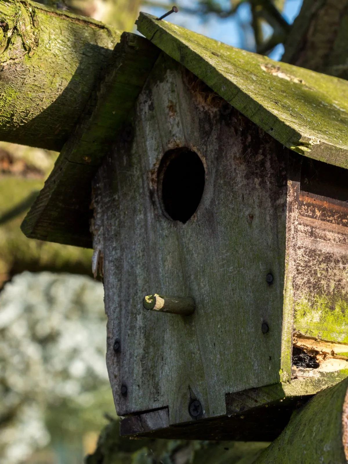 c'est la photo d'un nichoir à oiseaux dans un arbre